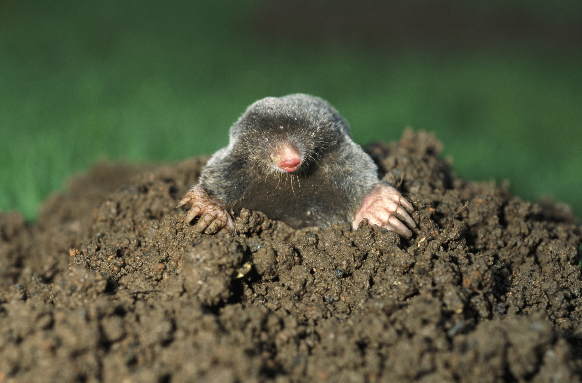 5775__Industrial-Mole